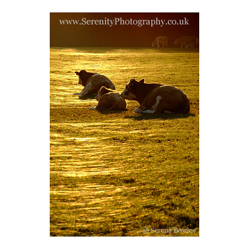 Cows and a calf sitting in a Kentish field on an October afternoon; the sun glistens upon strands of spiders' webs.
